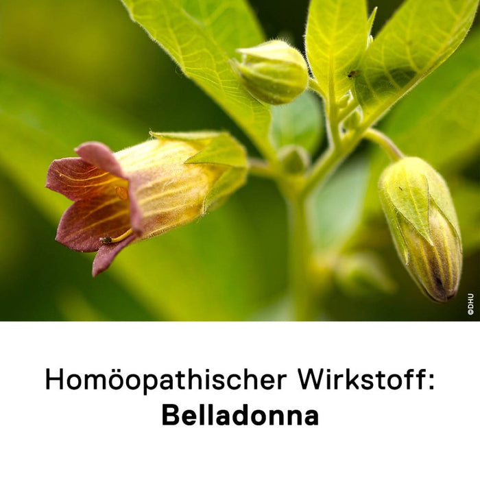 DHU Belladonna D6 Streukügelchen, 10 g Globuli