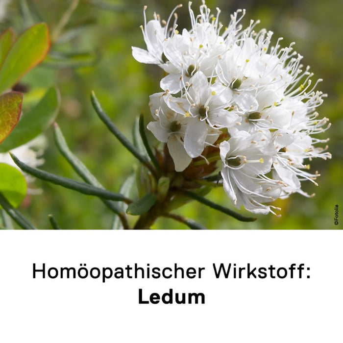 DHU Ledum D12 Streukügelchen, 10 g Globuli