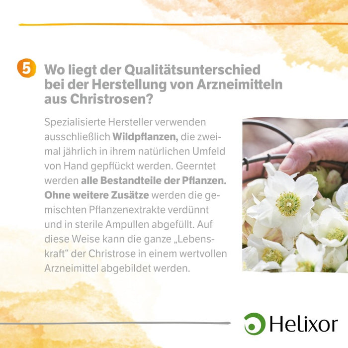 Helleborus niger D4 aquos., 8 pc Ampoules