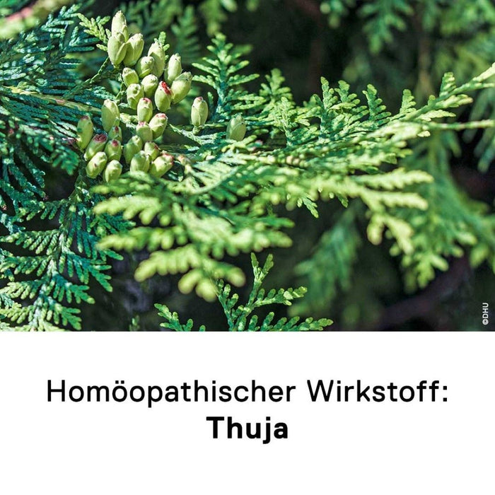 DHU Thuja Urtinktur, 20 ml Lösung