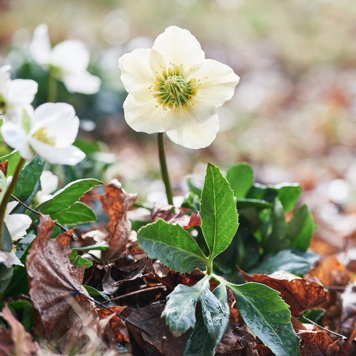 Helleborus niger aquos. D6, 50 St. Ampullen