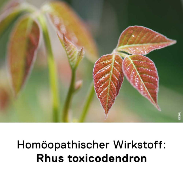 DHU Rhus toxicodendron D6 bei rheumatischen Schmerzen – geschmacksneutral, 80 pc Tablettes